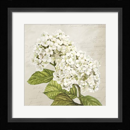 Framed Hydrangeas III (Neutre) Print