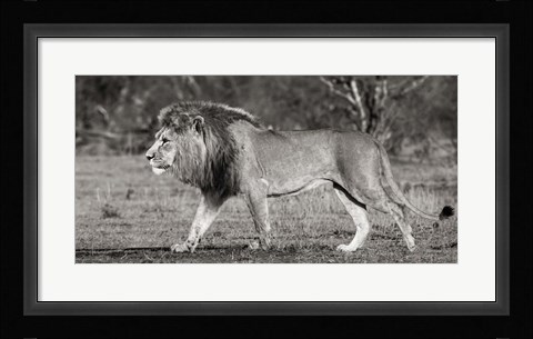 Framed Lion Walking in African Savannah Print