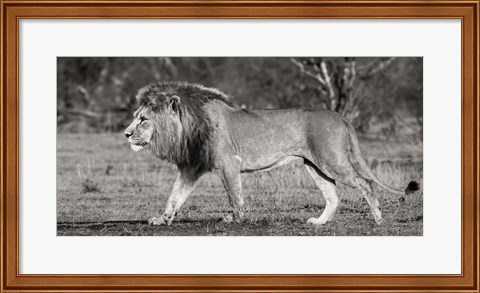 Framed Lion Walking in African Savannah Print