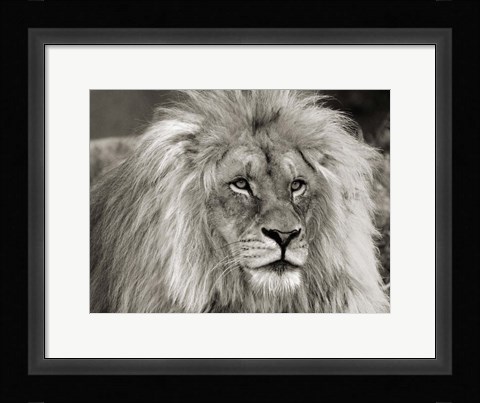 Framed King of Africa Print