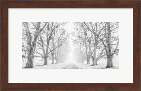 Framed Tree Lined Road in the Snow Print