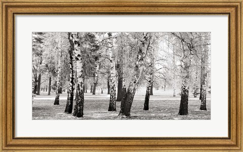 Framed Birches in a Park Print