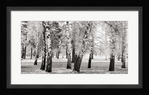 Framed Birches in a Park Print