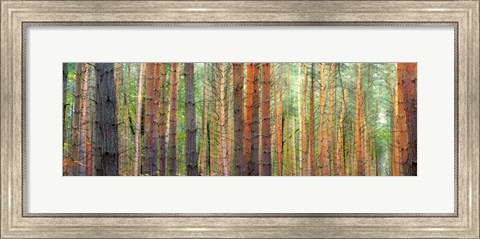 Framed Colors of the Woods Print