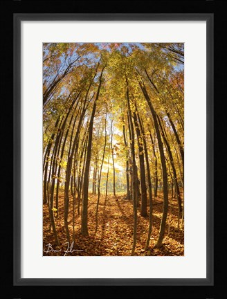 Framed Autumn In The Woods Print