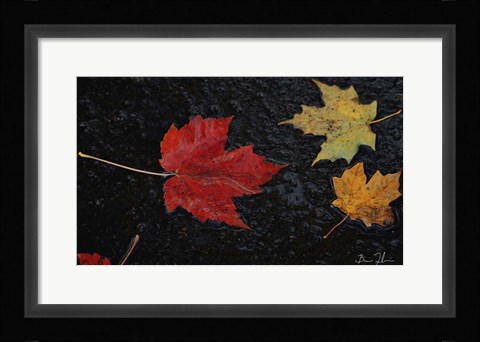 Framed Leaves of Color Print
