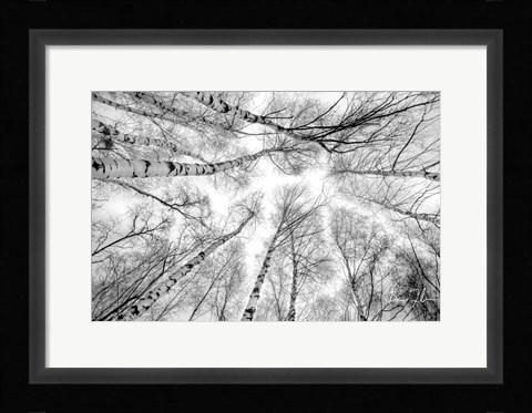 Framed Through The Birch Trees Print