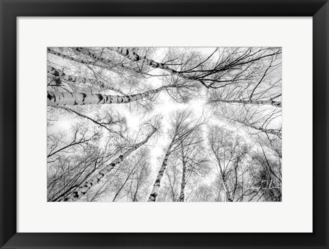 Framed Through The Birch Trees Print