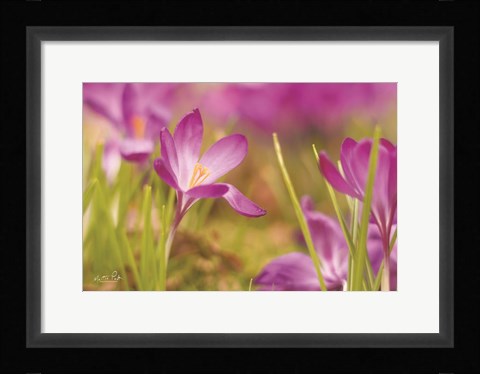 Framed Wide Open Print