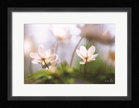 Framed Anemones Print