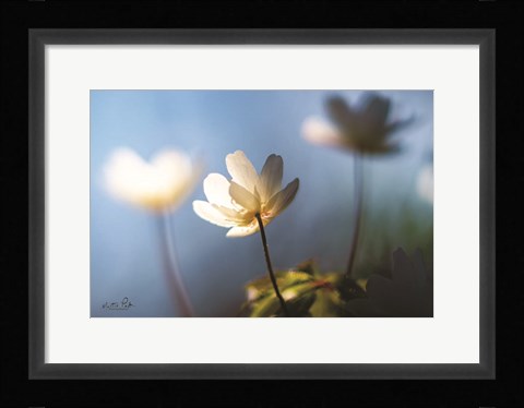 Framed Anemones in Blue Print