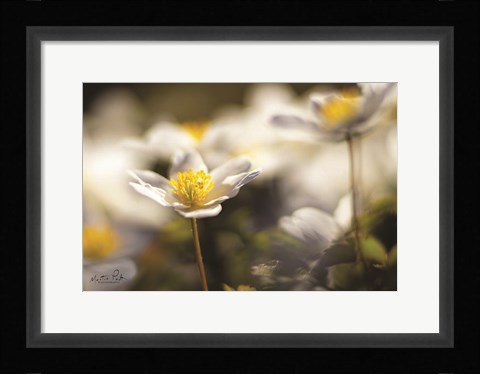 Framed Anemone Up Close Print