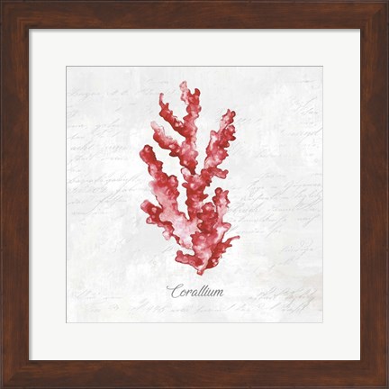 Framed Red Sea Coral Print