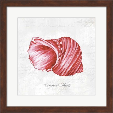 Framed Red Seashell Print