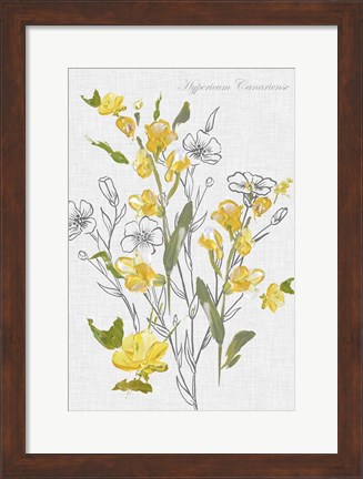 Framed Botantical Yellow Flowers Print