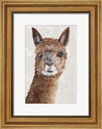 Framed Suri Alpaca II Print