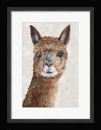 Framed Suri Alpaca II Print
