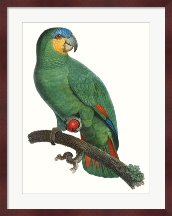 Framed Parrot of the Tropics I Print
