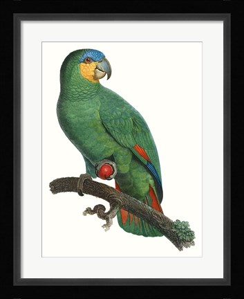 Framed Parrot of the Tropics I Print