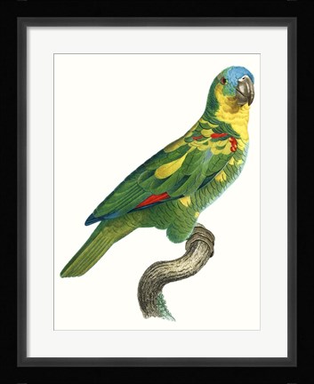Framed Parrot of the Tropics II Print