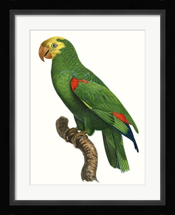 Framed Parrot of the Tropics III Print