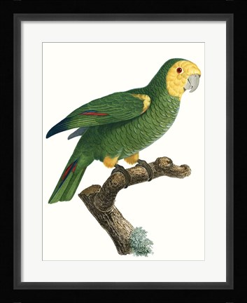 Framed Parrot of the Tropics IV Print