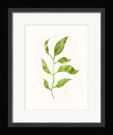 Framed Sapling II Print