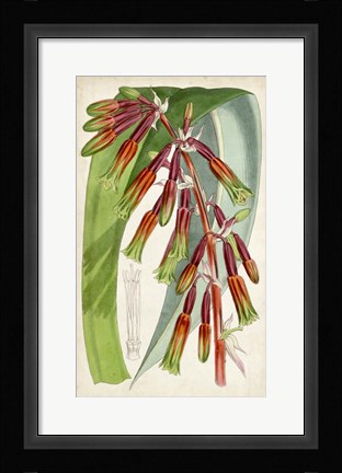 Framed Tropical Gems I Print