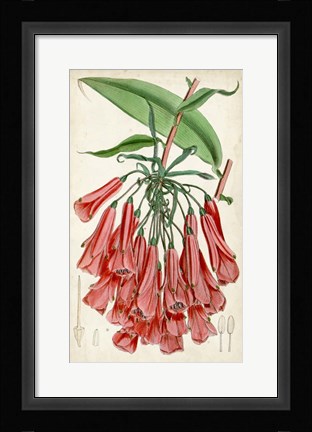 Framed Tropical Gems II Print