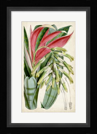Framed Tropical Gems III Print