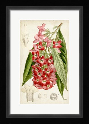 Framed Tropical Gems IV Print