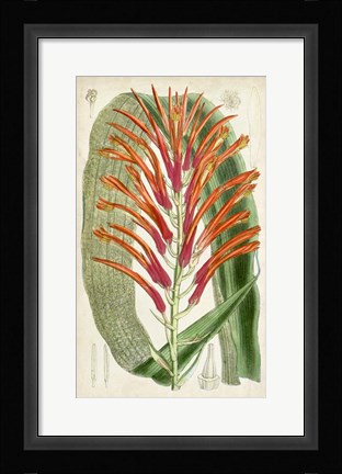Framed Tropical Gems VI Print