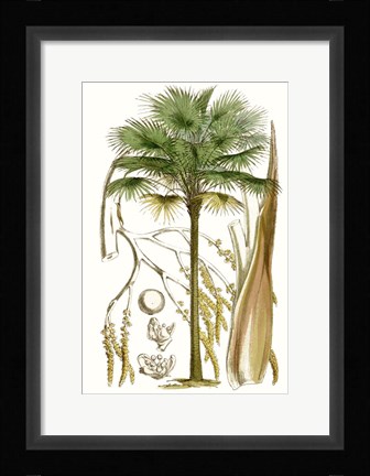 Framed Curtis Palms I Print