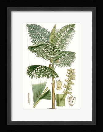 Framed Curtis Palms II Print