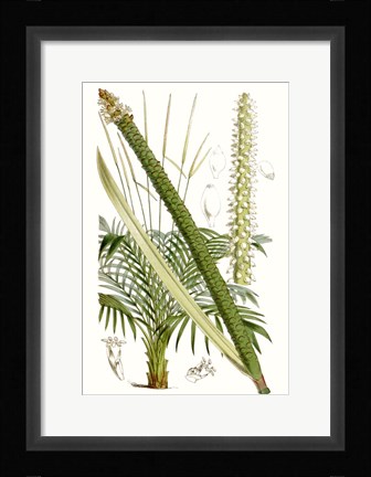 Framed Curtis Palms III Print