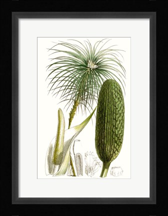 Framed Curtis Palms IV Print