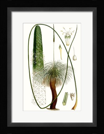 Framed Curtis Palms V Print