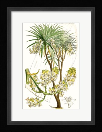 Framed Curtis Palms VI Print