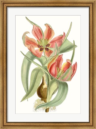 Framed Curtis Tulips I Print