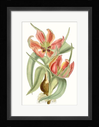Framed Curtis Tulips I Print