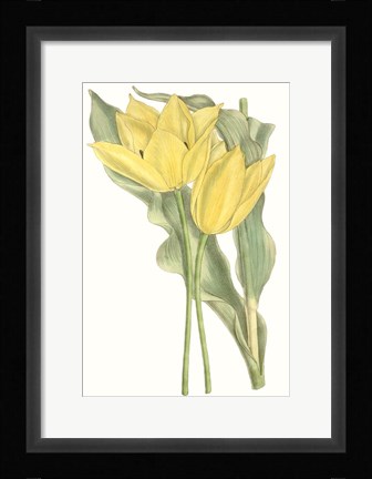 Framed Curtis Tulips II Print