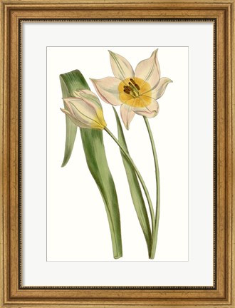 Framed Curtis Tulips III Print