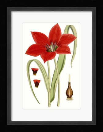 Framed Curtis Tulips IV Print