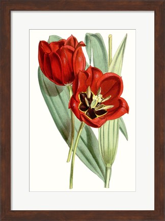 Framed Curtis Tulips V Print