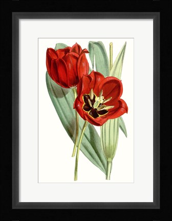 Framed Curtis Tulips V Print