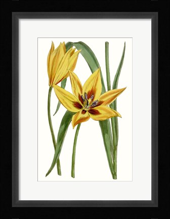 Framed Curtis Tulips VI Print