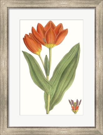 Framed Curtis Tulips IX Print