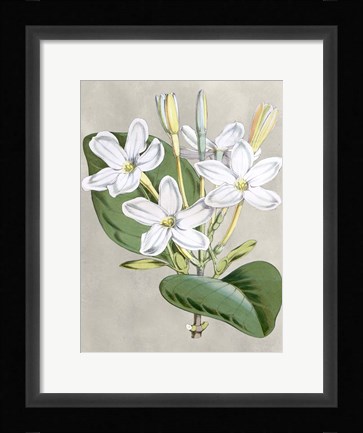 Framed Alabaster Blooms II Print