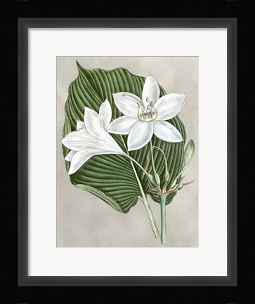 Framed Alabaster Blooms III Print