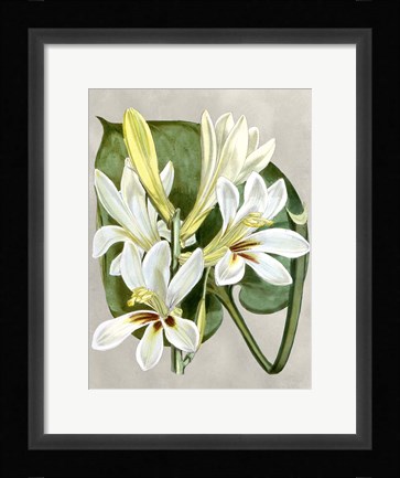 Framed Alabaster Blooms IV Print
